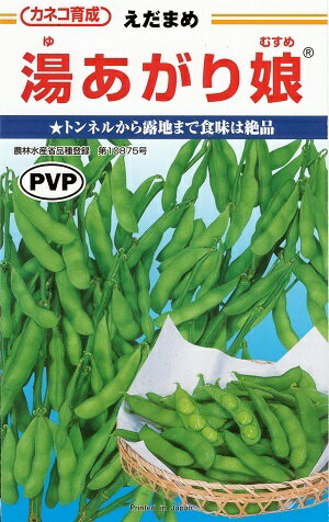 野菜種子　『カネコ種苗』　えだまめ種子　湯あがり娘　100粒詰／200粒詰／2000粒詰　茶豆風味　中早生　白毛　農林水産省登録品種　【送料込み】