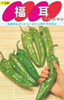 野菜種子 ジャンボトウガラシ「福耳」25粒/100粒/300粒/500粒(サカタのタネ) 【送料込み】 唐辛子 とうがらし ふくみみ フクミミ