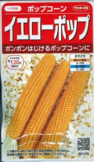 野菜種子　『サカタのタネ』　ポップコーン種子　イエローポップ　　20ml袋詰　【送料込み】　約60本分のサムネイル