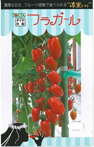 野菜種子 ミニトマトたね トキタ種苗 フラガール 8粒袋詰 【送料込み】 濃密トマト 赤楕円