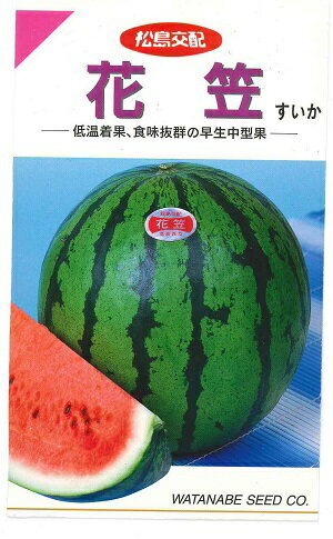 野菜種子　『渡辺採種場』　スイカたね　花笠　12粒詰／50粒詰／200粒詰　【送料込み】