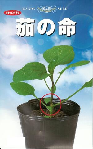 野菜種子『茄子台木』神田交配（神田育種農場） 茄の命 　54粒詰　/　200粒詰　/　 1000粒袋詰 【送料込み】 青枯病　半枯病　半身萎凋病