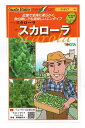 【新作入荷】野菜種子 エンダイブ「スカローラ」 50粒/200粒/Lコート1,000粒(トキタ種苗)【送料込み】西洋野菜/イタリア