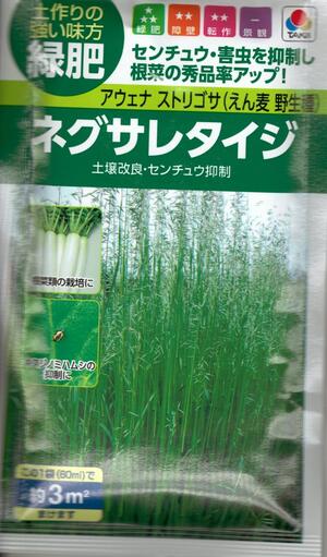 牧草種子　『　タキイ種苗　』　ネグサレタイジ　アウェナストリゴサ(えん麦　野生種)　60ml袋詰　【 ...