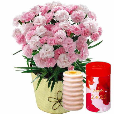 【送料込み/直送】カーネーション鉢植え「バンビーノ」4号とユーハイム バウムクーヘントゥルムMother's Day 2021 母の日ギフト 母の日 母の日プレゼント|Mバンビーノとバウムクーヘントゥルム|【21m】