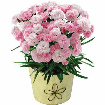 【送料込み/直送】カーネーション鉢植え「バンビーノ」4号とユーハイム バウムクーヘントゥルムMother's Day 2021 母の日ギフト 母の日 母の日プレゼント|Mバンビーノとバウムクーヘントゥルム|【21m】
