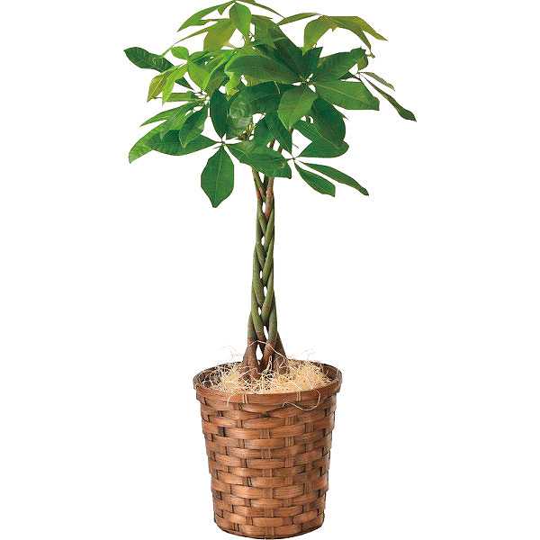 【送料無料/直送】パキラ7号鉢（バスケット入）/プレゼント お祝い 誕生日祝い 敬老の日 母の日 父の日..