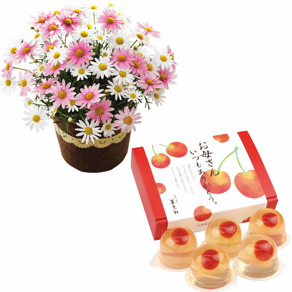 【母の日専用/送料無料/直送】|山形県産さくらんぼのゼリーとマーガレット鉢植え5号のセット|母の日 プレゼント/母の日 母の日プレゼント Mother's Day 2026 母の日 プレゼント お母さんありがとう