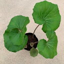 現品苗■球根が大きな ツワブキ(石蕗/つわぶき)■つわ/根っこ付き/艶葉蕗/ツワ/ツヤブキ/イソブキ/イシブキ/苗/山野草/株分け/観葉植物/家庭菜園/ミニ/室内/野外/ミニポット/花・ガーデン/おうち時間/癒し/ガーデニング/土植え/根付き/苗木/山菜/自産自消/天然山菜/増やせる