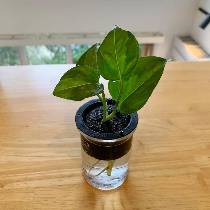 メール便配送可■熱帯地域原産のツル性観葉：ポトス・グローバルグリーン■観葉植物/観葉植物 ミニ/ 観葉植物 インテリア/ミニ観葉植物/室内/ポトス　ミニポット/花・ガーデン/ガーデニング/新築祝い/引越し/オフィス/事務所/リビング/自宅/癒し/いやし/水耕栽培/アクア