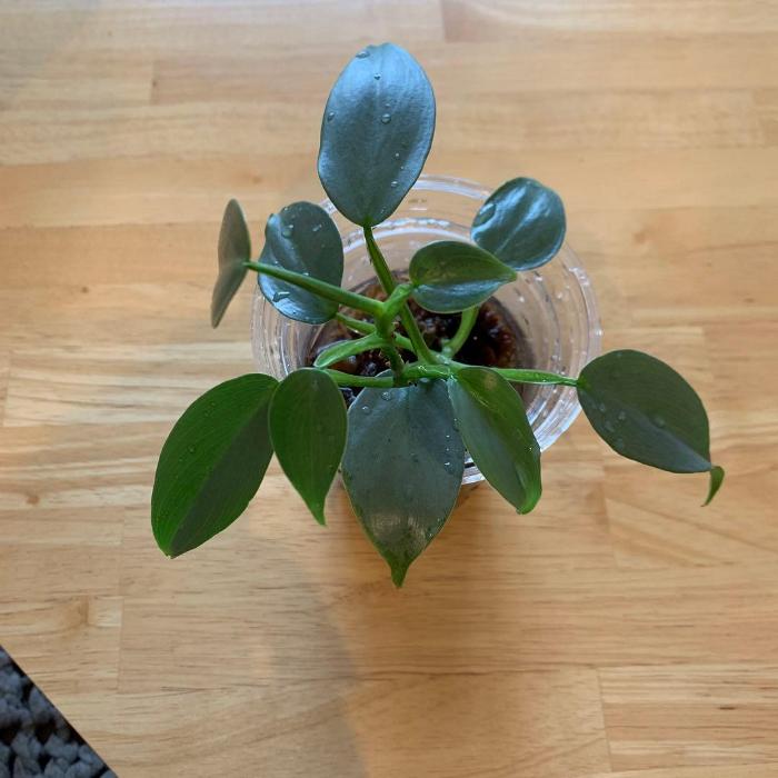 カット苗■熱帯原産の鑑葉：フィロデンドロン パンドラ(トップカット苗)■シルバーメタル/観葉植物/観葉植物 ミニ/ 観葉植物 インテリア/ミニ観葉植物/室内/ミニポット/花・ガーデン/癒し/水耕栽培/アクア/水栽培/オアシス苗/ハイドロカルチャー/ハンギング/吊るす