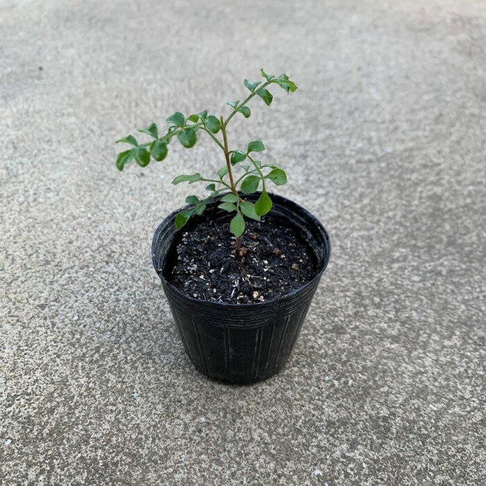 楽天市場】樹木 針葉樹（花・観葉植物｜花・ガーデン・DIY）の通販