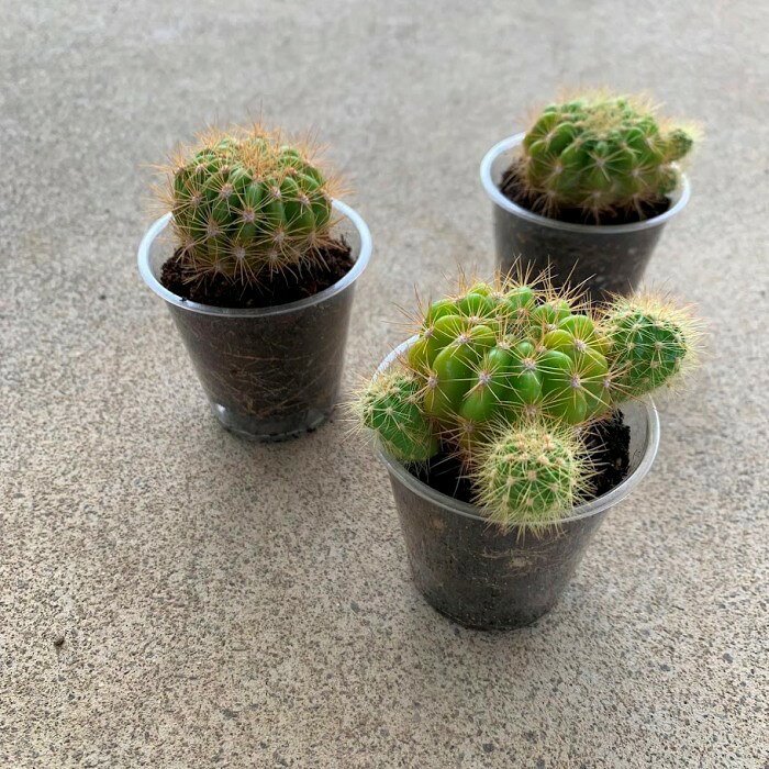 現品　苗■サボテン　キンセイマル■多肉植物/スタイリッシュ/植物/苗/ギフト/置物/プレゼント/インテリア/贈り物/寄せ植え/植え込み素材/ドライガーデン/観葉植物/グリーン/ミニ/小さめ/かわいい/ちっちゃい/チクチク/トゲのある/トゲがある/ロックガーデン/室内/野外