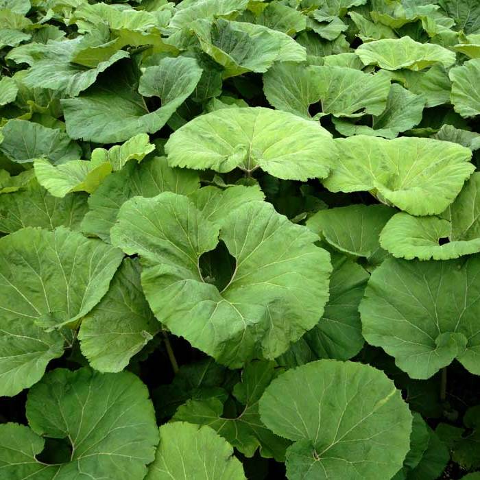 お任せ抜き苗■蕗(ふき/フキ)地中茎■根株/ふき苗/茎根/苗/なえ/種根/増やせる/食べれる/日陰/根っこ付き/蕗/苗/山野草/株分け/観葉植物/家庭菜園/ミニ/室内/野外/ミニポット/花・ガーデン/おうち時間/癒し/ガーデニング/土植え/根付き/苗木/抜き苗/山菜/自産自消/天然山菜のサムネイル