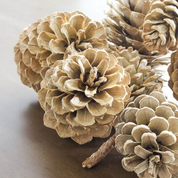 ■Pine cones　カラー：ミルクホワイト　10個■松ぼっくり 通販/加工素材/ハンドメイド/クリスマス/製作/材料/パーツ/まつぼっくり オーナメント/お正月飾り/しめ縄/木の実/まつぼっくり/ナチュラル/手作り/工作キット/手作りキット/からまつ/カラマツ/唐松/松かさ　白