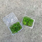 カット苗■温帯・熱帯地域原産の多肉植物：MINI(野草)■セダム/グリーンネックレス/観葉植物/観葉植物 ミニ/インテリア/ミニ観葉植物/室内/戸外/ミニポット/花・ガーデン/ガーデニング/グランドカバー/リビング/おうち時間/癒し/水耕栽培/アクア/丸葉万年草/多肉/万年草/常緑