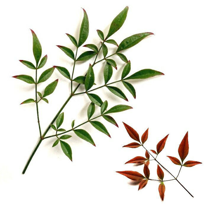 楽天市場】南天葉の通販