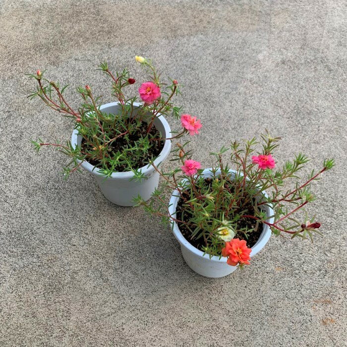 現品　苗■松葉牡丹(マツバボタン)■野草/自生苗/緑化/実生苗/山野草/ガーデン/ガーデニング/土植え/根付き/抜き苗/花苗/花の苗/グリーン/多年草/一年草/苗/日照り草/爪切り草/ポーチュラカ/可憐/無邪気/無限に増える/増やせる苗/ほったらかし苗/暑さに強い/直射日光