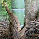 あしらい■自然素材 竹皮 紐付き 10セット■天然素材/弁当/おにぎり/おむすび/ちまき/粽/鯖寿司/包装/包む/竹の皮/抗菌/藁/麻紐/竹皮ひも/檜紐/敷き葉...