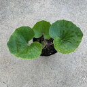 現品苗■球根が大きな ツワブキ(石蕗/つわぶき)■つわ/根っこ付き/艶葉蕗/ツワ/ツヤブキ/イソブキ/イシブキ/苗/山野草/株分け/観葉植物/家庭菜園/ミニ/室内/野外/ミニポット/花・ガーデン/おうち時間/癒し/ガーデニング/土植え/根付き/苗木/山菜/自産自消/天然山菜/増やせる