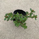 お任せポット苗■ポーチュラカ(花すべりひゆ)■野草/自生苗/緑化/実生苗/山野草/ガーデン/ガーデニング/土植え/根付き/抜き苗/花苗/花の苗/グリーン/多年草...