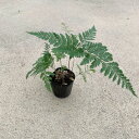 お任せ抜き苗■シダ植物 観葉:シノブ(常盤忍)■テラリウム/胞子植物/シノブ/常緑シダ/観葉植物/インテリア/ミニ/室内/ミニポット/ガーデン/リビング/おうち時間/癒し/土植え/根付き/苗/抜き苗/パルダリウム/ビバリウム/水耕栽培/オアシス苗/水槽/アクアリウム/パルダリウム