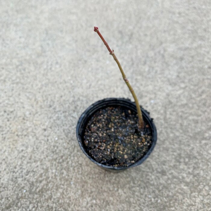 現品苗木■落葉広葉樹　観葉：山紅葉(やまもみじ)■紅葉樹/観葉植物/観葉植物 インテリア/ミニ観葉植物/室内/ミニポット/花・ガーデン/リビング/おうち時間/癒し/観葉植物/ガーデニング/盆栽/山紅葉/もみじ/土植え/根付き/紅葉/苗木/抜き苗/紅葉盆栽/イロハモミジ/黄葉