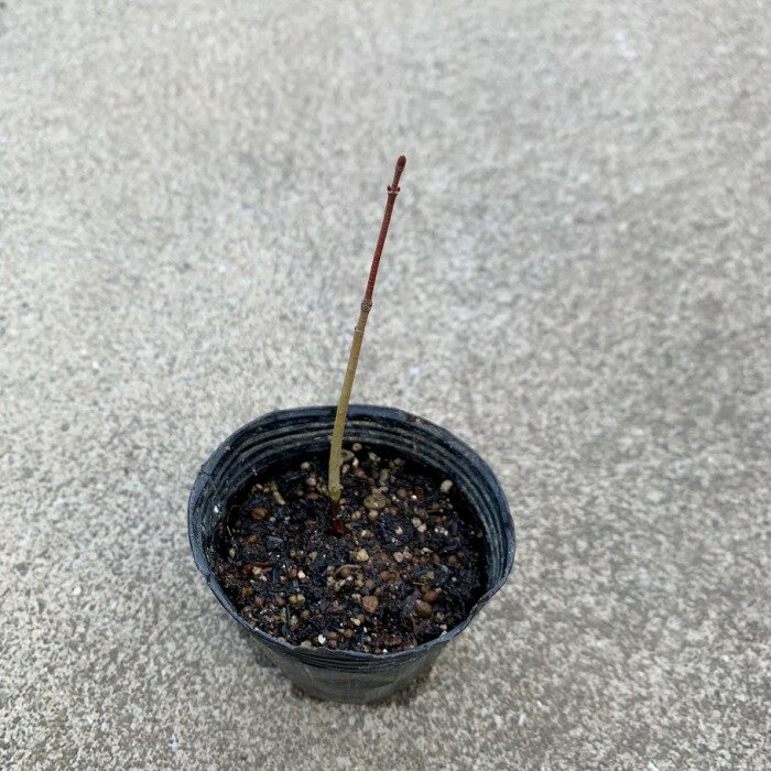 現品苗木■落葉広葉樹　観葉：山紅葉(やまもみじ)■紅葉樹/観葉植物/観葉植物 インテリア/ミニ観葉植物/室内/ミニポット/花・ガーデン/リビング/おうち時間/癒し/観葉植物/ガーデニング/盆栽/山紅葉/もみじ/土植え/根付き/紅葉/苗木/抜き苗/紅葉盆栽/イロハモミジ/黄葉