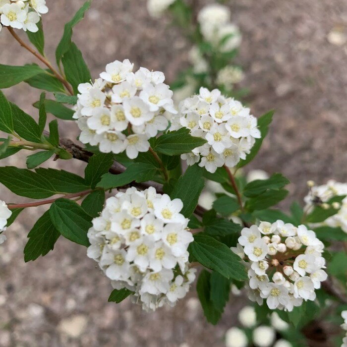 Rakuten - インテリア/雑貨■生花　小手毬(こでまり) 切花:1束(8本)■シモツケ/エダモノ/はな/季節の花/花材/切り花/アレンジ/花束/ご自宅用/鑑賞用/ブーケ/アレンジメント/ブーケピース/オブジェ/レイアウト/インテリア/ディスプレイ/季節の花/おしゃれ/飾り/自然/スワッグ/花