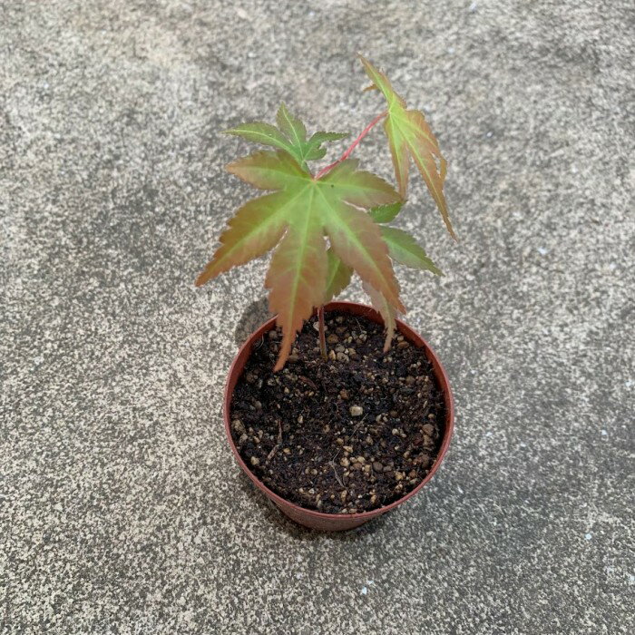 乐天商城 - 現品苗木■落葉広葉樹　観葉：山紅葉(やまもみじ)■紅葉樹/観葉植物/観葉植物 インテリア/ミニ観葉植物/室内/ミニポット/花・ガーデン/リビング/おうち時間/癒し/観葉植物/ガーデニング/盆栽/山紅葉/もみじ/土植え/根付き/紅葉/苗木/抜き苗/紅葉盆栽/イロハモミジ/黄葉