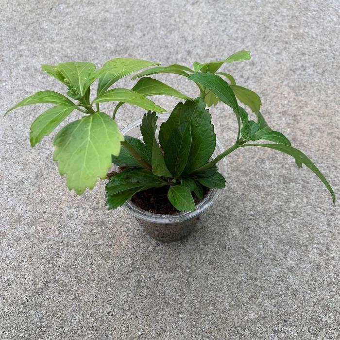 お任せ抜き苗■フッキソウ (富貴草)■観葉植物/自生苗/苗/山野草/抜き苗/ミニポット/花 ガーデン/癒し/ガーデニング/土植え/根付き/苗/抜き苗/グランドカバー/シェードガーデン/白い花/和風庭園/多年草/低い/グランドカバー植えっぱなし/庭の陰地/雑草の生えない庭づくり