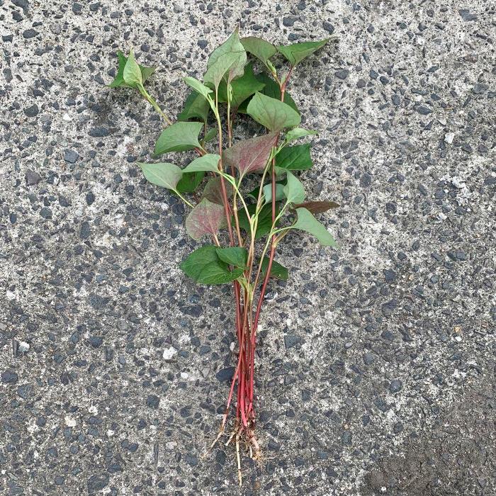 お任せ抜き苗■ドクダミ(蕺/蕺草)■根っこ付き/春/春野菜/山野/山野草/株分け/観葉植物/家庭菜園/多年草/室内/野外/花・ガーデン/ビオトープ/在来種/ガーデニング/土植え/根付き/苗木/抜き苗/山菜/自産自消/天然山菜/増やせる/挿し木/民間薬/十薬/昔ながら/植物/育てる