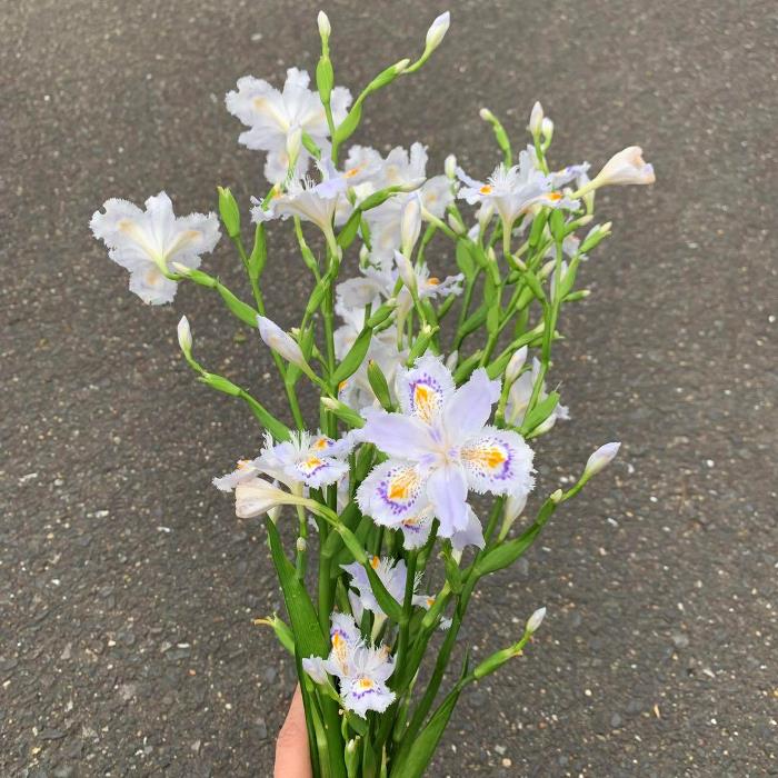 お任せ抜き苗■シャガ(Iris japonica)■観葉植物/自生苗/著莪/苗/シャガ苗/山野草/抜き苗/射干/ミニポット/花・ガーデン/癒し/ガーデニング/土植え/根付き/苗/抜き苗/グランドカバー/シェードガーデン/アヤメ科/白い花/和風庭園/水辺植物/シャガの苗/シャガ苗/射干/胡蝶花