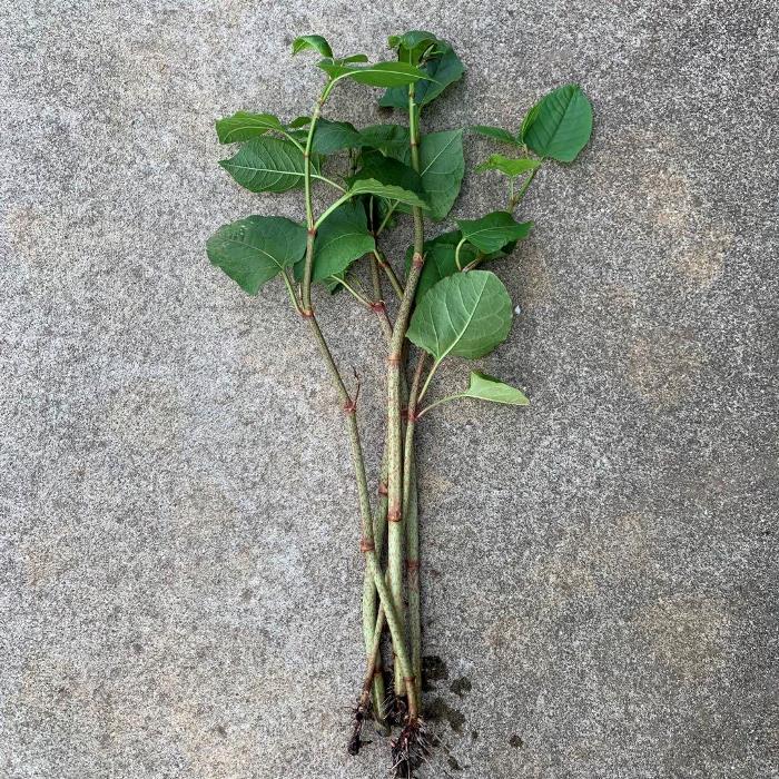 お任せ抜き苗■虎杖(いたどり)■根っこ付き/春/春野菜/山野/山野草/株分け/観葉植物/家庭菜園/宿根草/室内/野外/痛み取り/花・ガーデン/ビオトープ/在来種/ガーデニング/土植え/根付き/苗木/抜き苗/山菜/自産自消/天然山菜/増やせる/挿し木/民間薬/酸味/昔ながら/植物/育てるのサムネイル