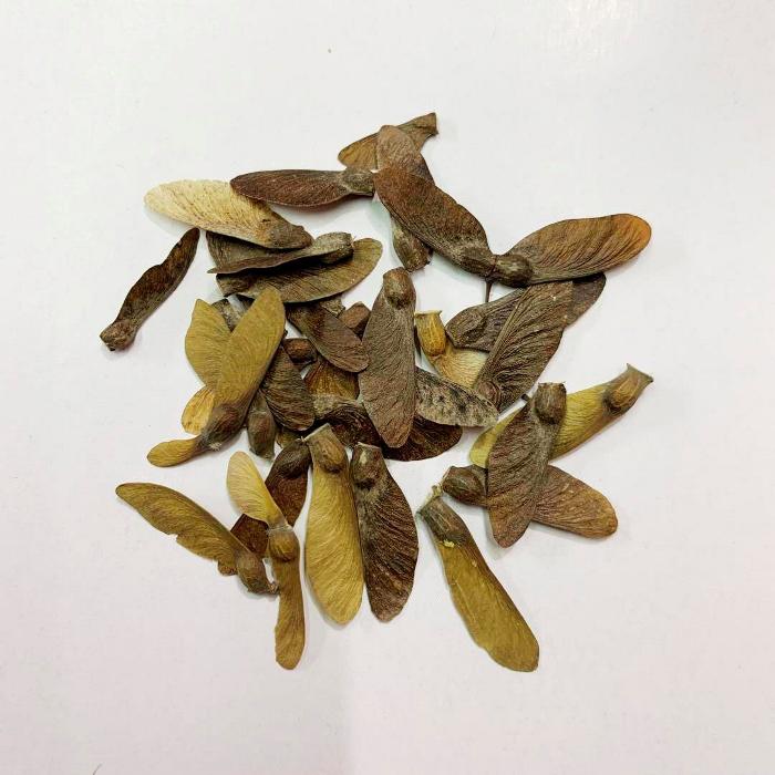 種子■落葉広葉樹　観葉：山紅葉(やまもみじ)■観葉植物/観葉植物/観葉植物 インテリア/ミニ観葉植物/室内/ミニポット/花・ガーデン/リビング/おうち時間/癒し/観葉植物/ガーデニング/盆栽/山紅葉/もみじ/土植え/根付き/紅葉/苗木/抜き苗/紅葉盆栽/イロハモミジ/黄葉/たね/種