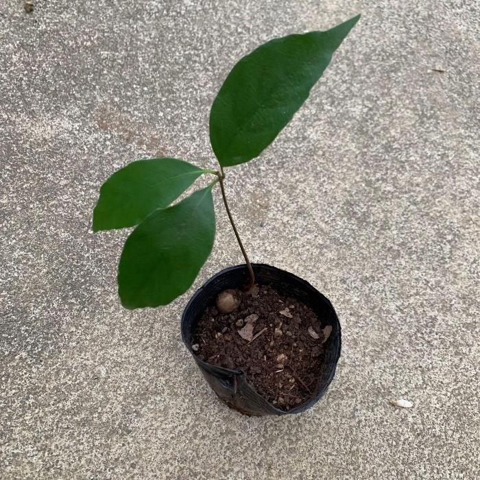 お任せ抜き苗■落葉広葉樹　観葉：どんぐりの木　(シラカシ/アカラシ) ■実生苗/山野草/ミニ盆栽/観葉植..