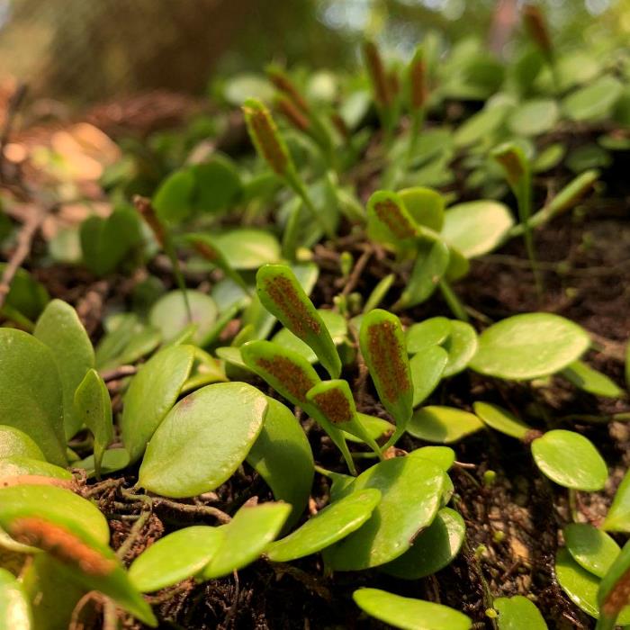 コケ・シダ植物■常緑多年草　豆蔦(マメヅタ )■苔玉/盆景/野草/山草/観葉植物/観葉植物 ミニ/インテリア/ミニ　盆栽/室内/戸外/ミニポット/花・ガーデン/ガーデニング/グランドカバー/イモリウム/癒し/アクア/モスグリーン/テラリウム/苔テラリウム/苔玉/コケ/乾燥に強い/苗