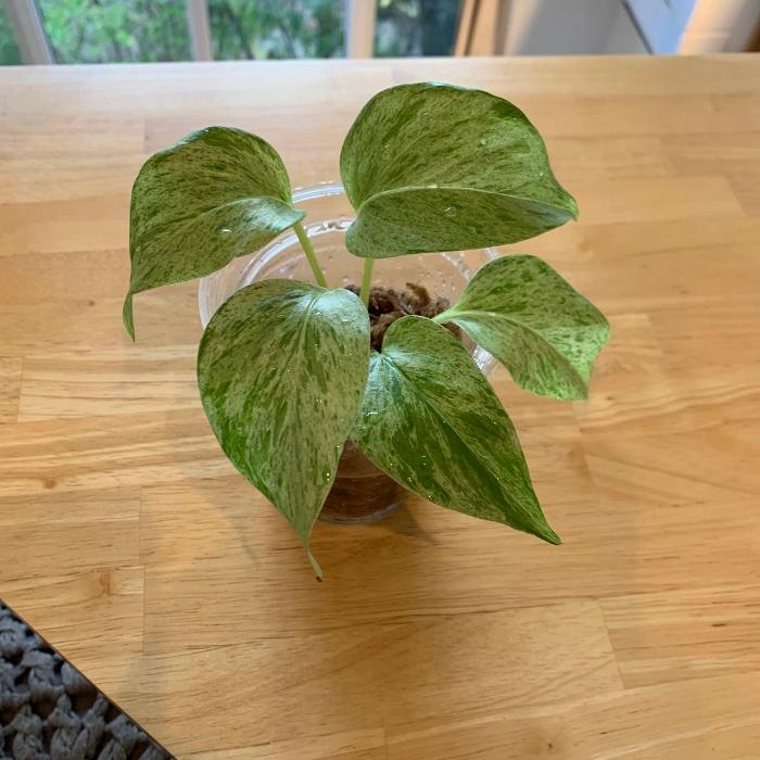 メール便配送可■熱帯地域原産のツル性観葉：ポトス・マーブルクイーン■観葉植物/観葉植物 ミニ/ 観葉植物 インテリア/ミニ観葉植物/室内/ポトス　ミニポット/花・ガーデン/ガーデニング/新築祝い/引越し/母の日/オフィス/事務所/リビング/自宅/癒し/いやし/水耕栽培/アクア