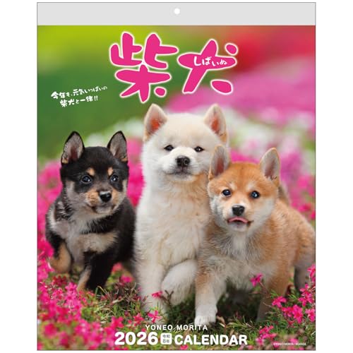 アクティブコーポレーション 2026 カレンダー 壁掛け 森田米雄 まるごと柴犬 26ACL...