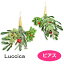  ԥ Natale ԥ FG-2011-107U luccica farbe 2012 ʪ