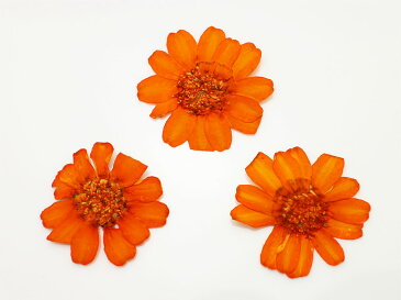 【ミニチュアフラワー】押し花 ヒャクニチソウ オレンジ 2枚+1枚(おまけ)入り