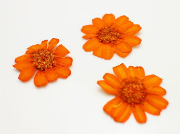 【ミニチュアフラワー】押し花 ヒャクニチソウ オレンジ 2枚+1枚(おまけ)入り