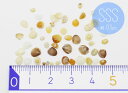 選べる福袋★対象A 【ミニチュアパーツ】 海からの贈り物 二枚貝 シェル 天然素材 SSSサイズ 約0.5cm以下 4枚+おまけ1枚