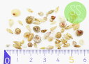 選べる福袋★対象A 【ミニチュアパーツ】 海からの贈り物 巻き貝 シェル 天然素材 SSサイズ 約0.3?0.8cm 4枚+おまけ1枚