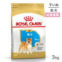 ロイヤルカナン 柴犬 子犬用 3kg (犬