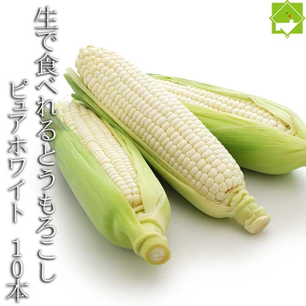 ハウス栽培 とうもろこし 送料無料 低農薬栽培 北海道産 生で食べれる 白いトウモロコシ ピュアホワイト 10本 別途送料が発生する地域あり 日時指定不可　7月上旬発送開始