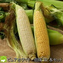 とうもろこし 北海道富良野産 秀品 2Lサイズ ピュアホワイト5本・恵味(めぐみ)5本 計10本 送料無料 別途送料が発生する地域あり