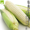 生で食べれる 白いとうもろこし 北海道富良野産 ピュアホワイト 5本