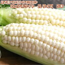 【7月発送】生で食べられる白いトウモロコシ 北海道富良野産 ...