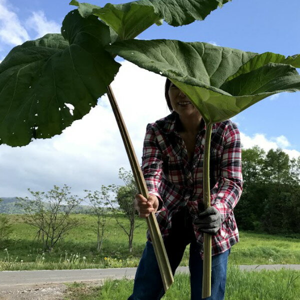 山菜 北海道ふらの産　天然物 ふき　2kg 送料無料　別途送料が発生する地域あり 3